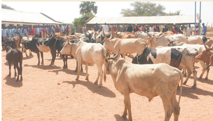 Cattle self-support initiative